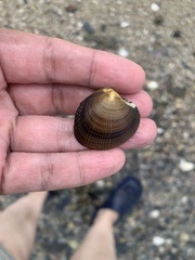 Veneridae