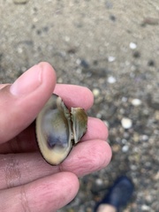 Veneridae