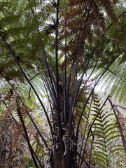 Dicksonia squarrosa