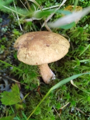 Suillus variegatus