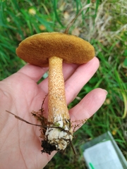 Suillus variegatus