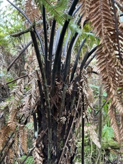 Dicksonia squarrosa