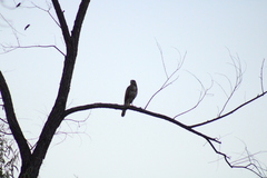 Buteo plagiatus