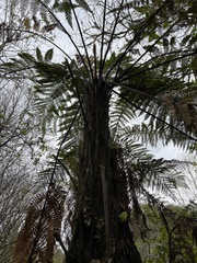 Dicksonia squarrosa