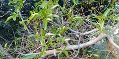 Ficus salicifolia
