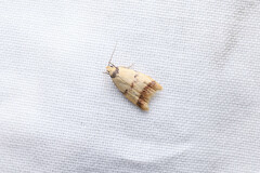 Heteroteucha anthodora