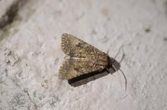 Protorthodes alfkenii