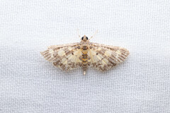 Eurrhyparodes bracteolalis
