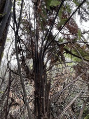 Dicksonia squarrosa