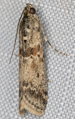 Ancylosis undulatella