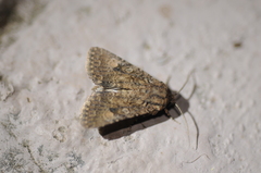 Protorthodes alfkenii