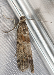 Ancylosis undulatella