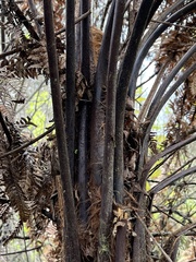Dicksonia squarrosa