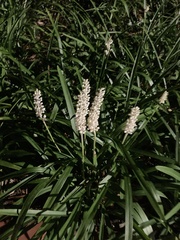 Liriope muscari