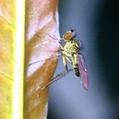 Dolichopodidae