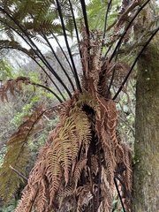 Dicksonia squarrosa