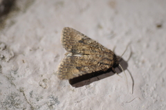 Protorthodes alfkenii