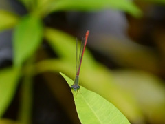 Ceriagrion corallinum