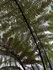 Dicksonia squarrosa