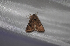 Protorthodes alfkenii