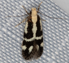 Chionodes sistrella