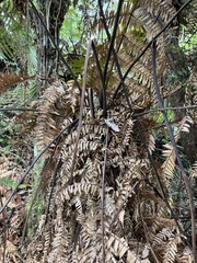 Dicksonia squarrosa