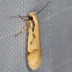 Chionodes xanthophilella