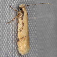 Chionodes xanthophilella