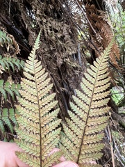 Dicksonia squarrosa