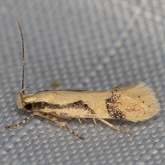 Chionodes xanthophilella