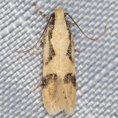 Chionodes xanthophilella