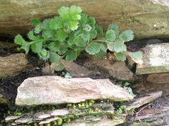 Asplenium subglandulosum