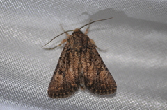 Protorthodes alfkenii