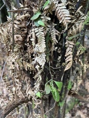 Pyrrosia eleagnifolia