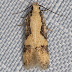 Chionodes xanthophilella