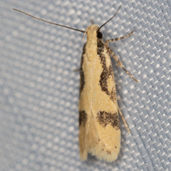 Chionodes xanthophilella