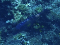 Parupeneus multifasciatus