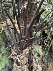 Pyrrosia eleagnifolia