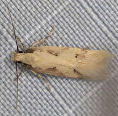 Chionodes xanthophilella