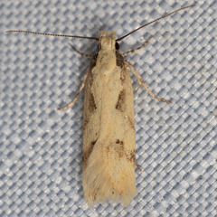 Chionodes xanthophilella