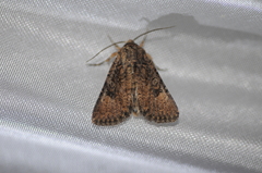 Protorthodes alfkenii