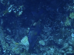 Parupeneus multifasciatus