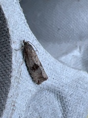 Celypha striana
