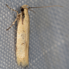 Chionodes xanthophilella