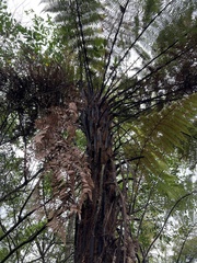 Dicksonia squarrosa