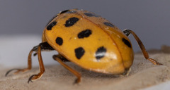 Hippodamia tredecimpunctata