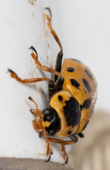 Hippodamia tredecimpunctata