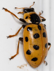 Hippodamia tredecimpunctata