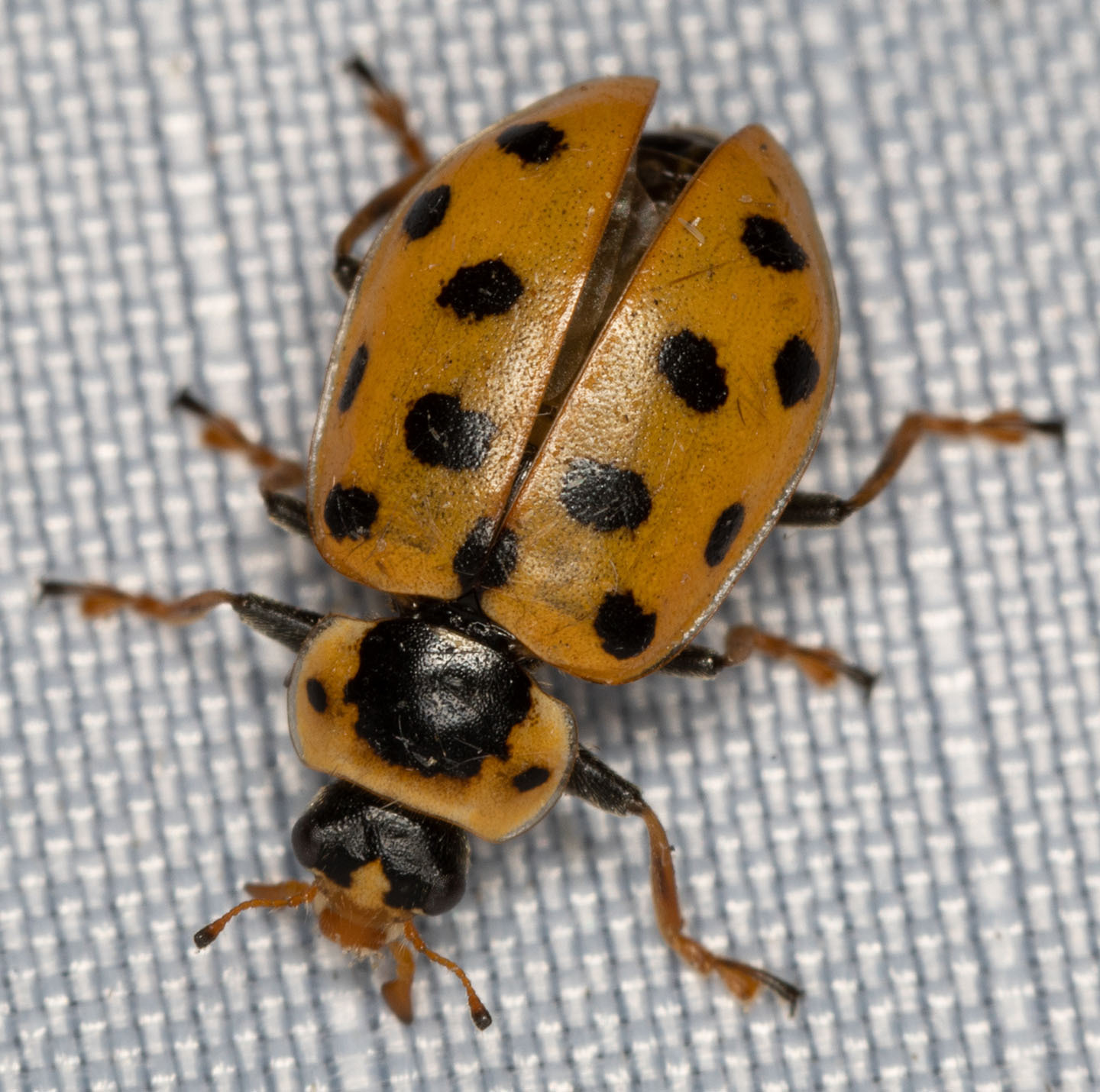 Thirteen-spotted Lady Beetle (Hippodamia tredecimpunctata