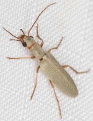 Oedemeridae